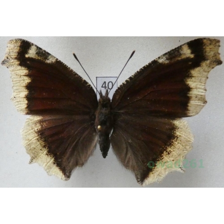 Nymphalis antiopa hygieia (C. & R. Felder, 1867) Rusałka żałobnik ex. larva Slovakia40